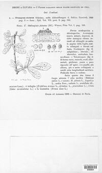 Uromyces striatus image